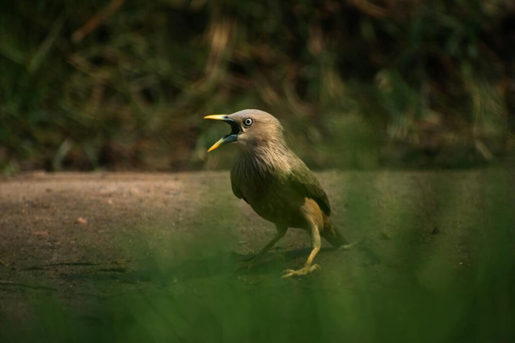 Jungle Babbler captured in a dynamic pose amidst natural surroundings.