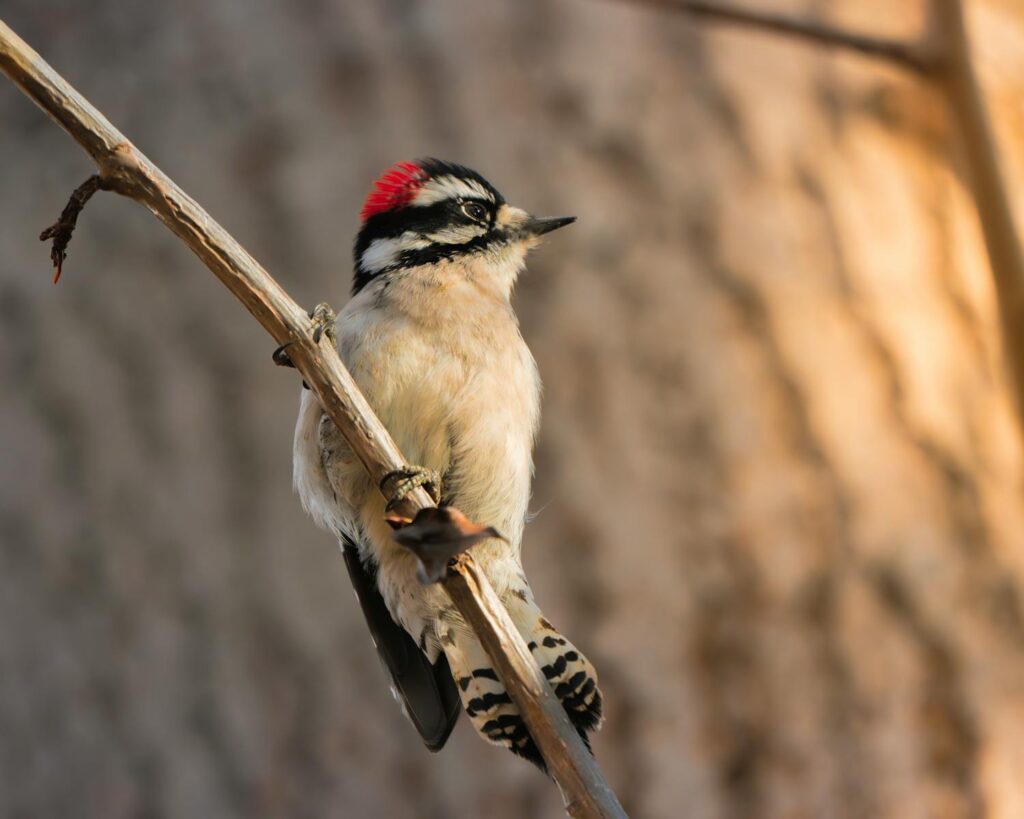 A Downy woodpecker perches on a tree, displaying its black and white plumage.