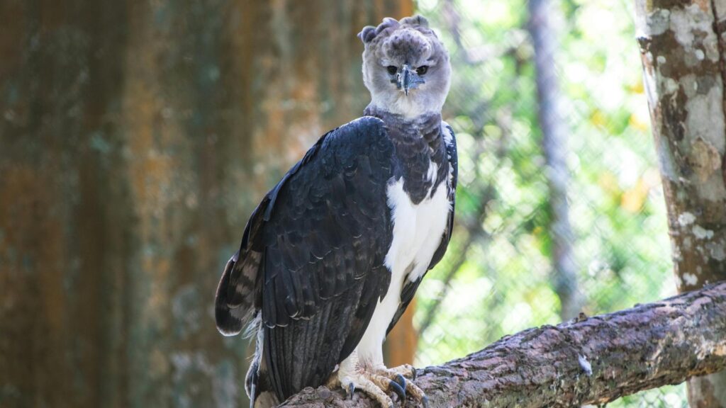 Harpy eagle perched on a tree branch with a sunny forest backdrop
