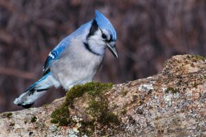 A blue jay perches on a mossy branch.