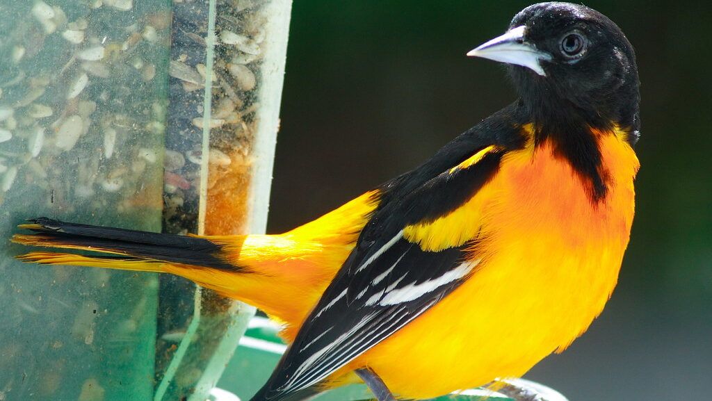 Baltimore Oriole perched on edge of seed feeder