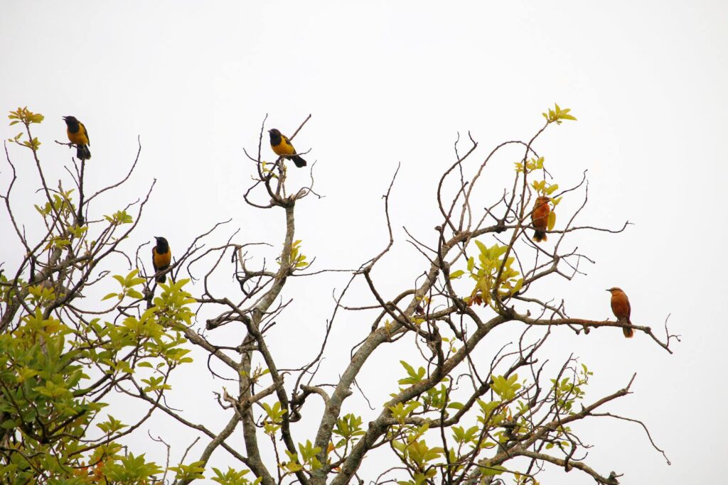 Vibrant birds resting on a bare tree with green leaves in Guaratuba, Brazil.