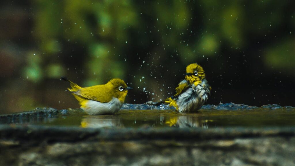 two birds enjoying a bird bath