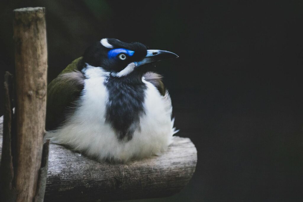 A serene portrait of a Blue-faced Honeyeater bird perched in a natural setting.