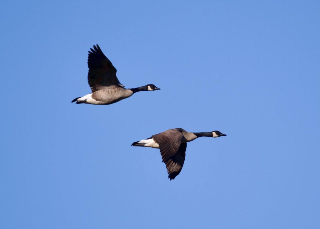 Canadian Geese gracefully flying in formation against a clear blue sky in Decatur, Alabama.