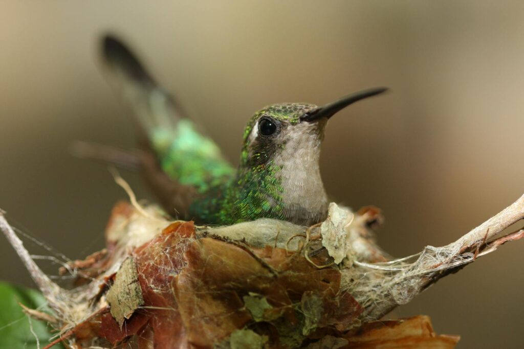 A Green hummingbird sits in its nest.
