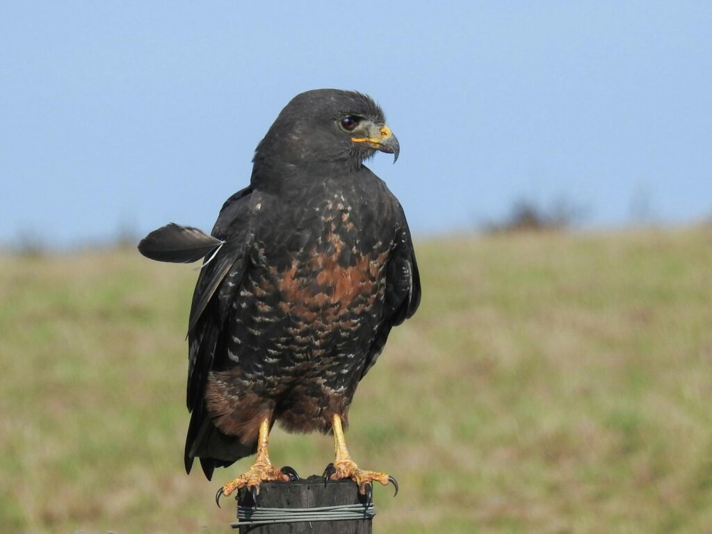 A Swainson's Hawk perched on a post in a grassy field under clear skies.