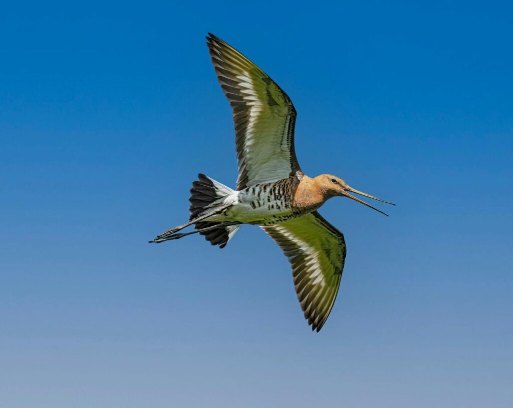 A Black-tailed Godwit flies with its wings spread against a blue sky.