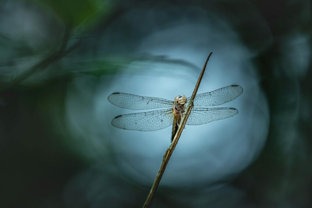 Stunning photo capturing a dragonfly perched on a twig in Kerala, India.