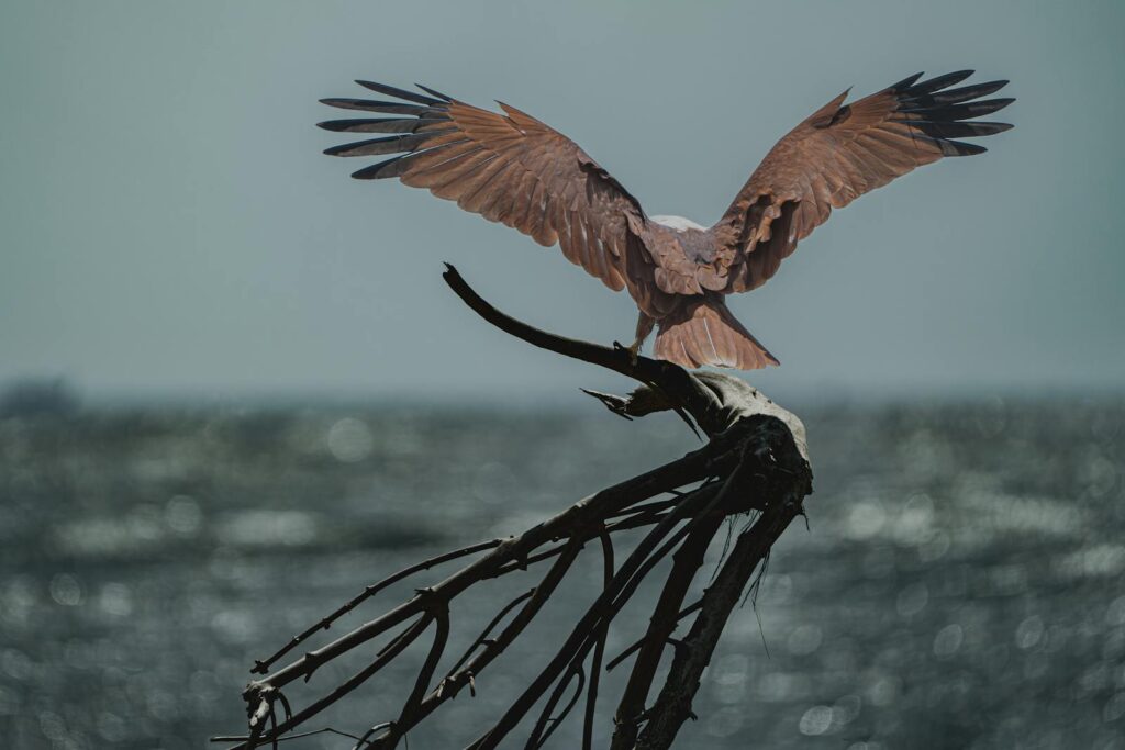 A Brahminy kite is perched on a branch with its wings spread.