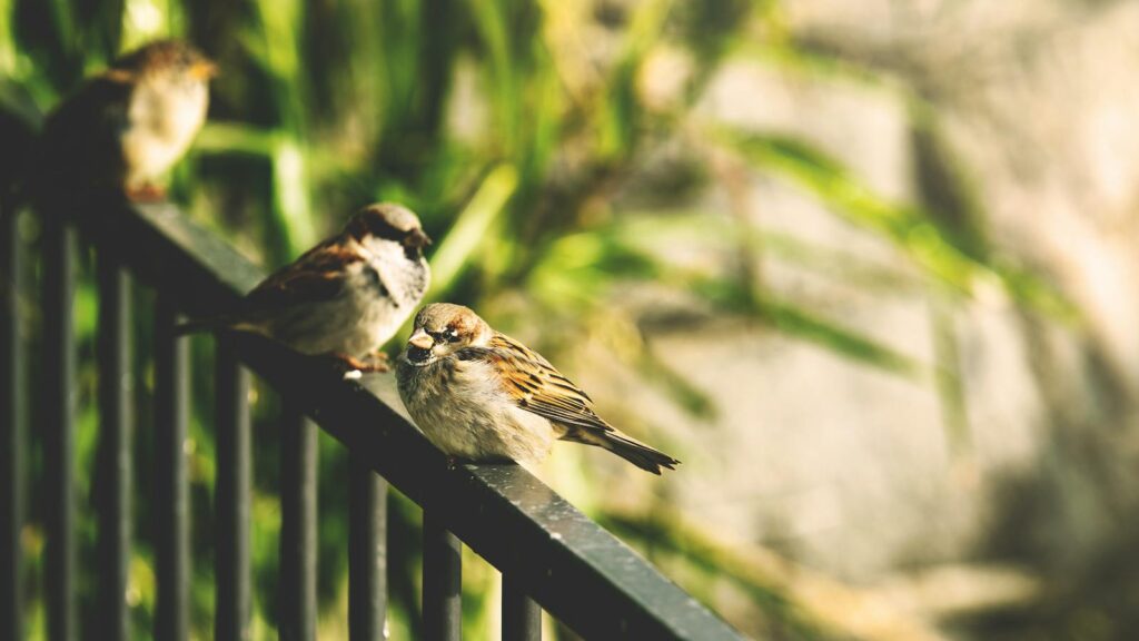 sparrows perched on a metal fence, overlooking a backyard garden