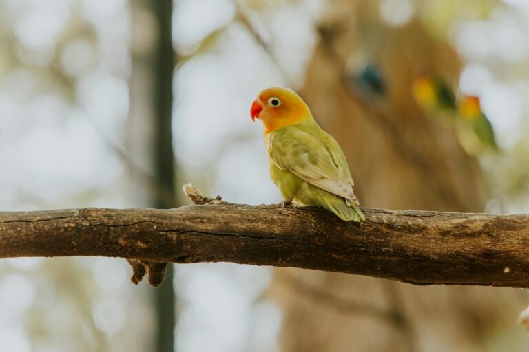 A vibrant lovebird perched on a branch with a blurred background, capturing natural beauty.