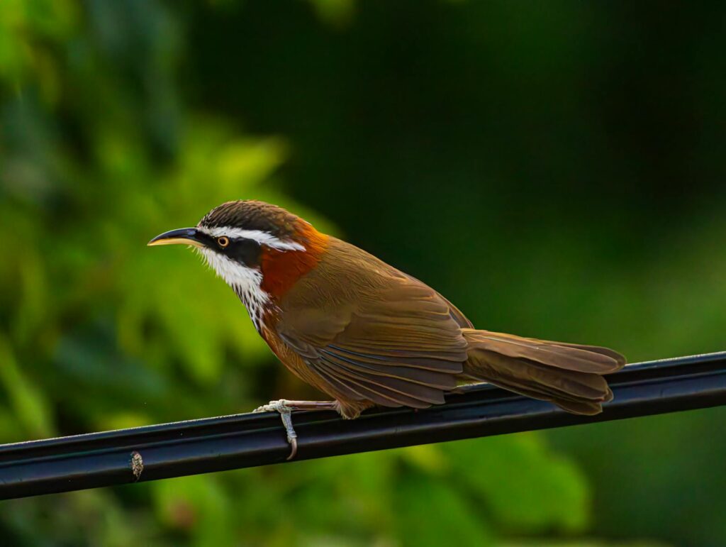 Close-up of a brown bird on a wire amidst lush greenery, showcasing its vibrant plumage.
