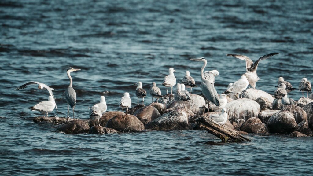 Herons and seagulls are perched on a rocky outcropping in the ocean.