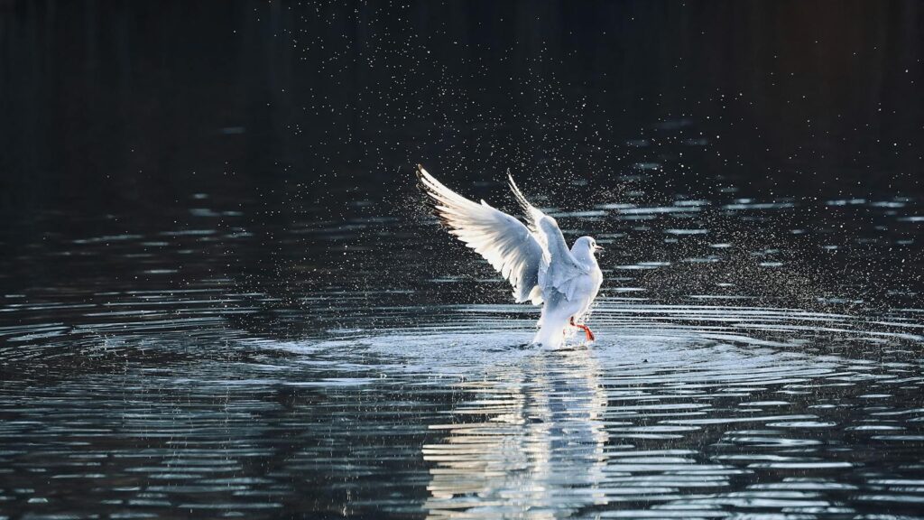 Flapping seagull creating water splashes in a calm lake