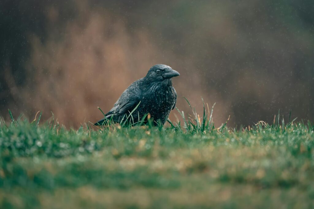 A solitary crow sitting in the rain on a misty grass field.
