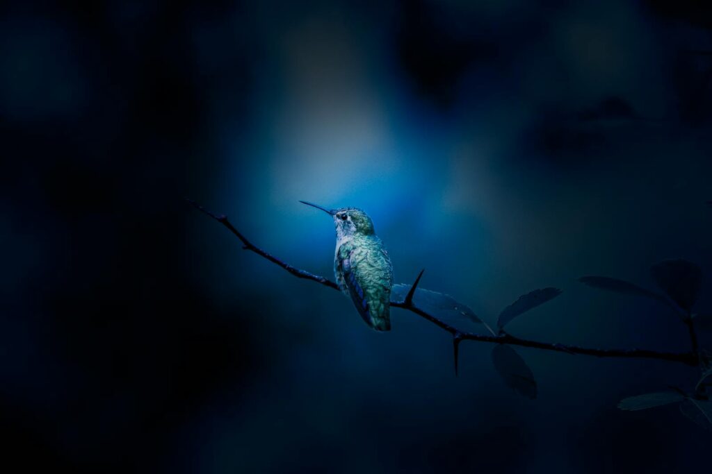 A close-up of a hummingbird perched on a branch against a blue background, evoking a serene evening atmosphere.