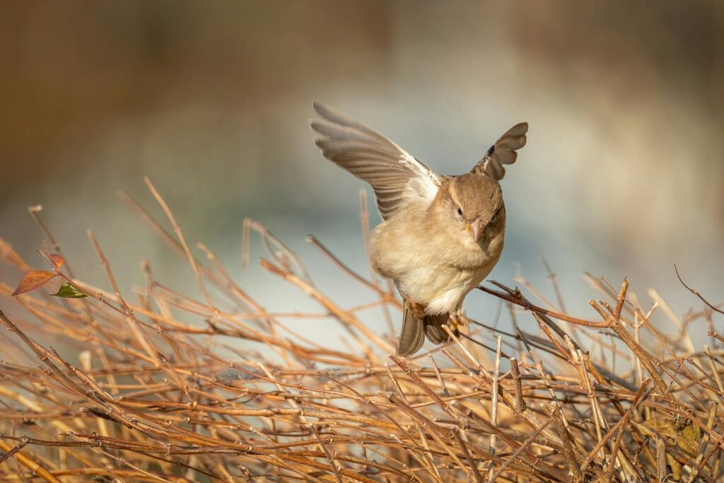 Sparrow gracefully flying over bare branches in autumn setting.