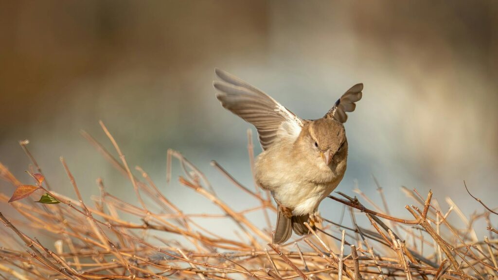 Sparrow gracefully flying over bare branches in autumn setting.