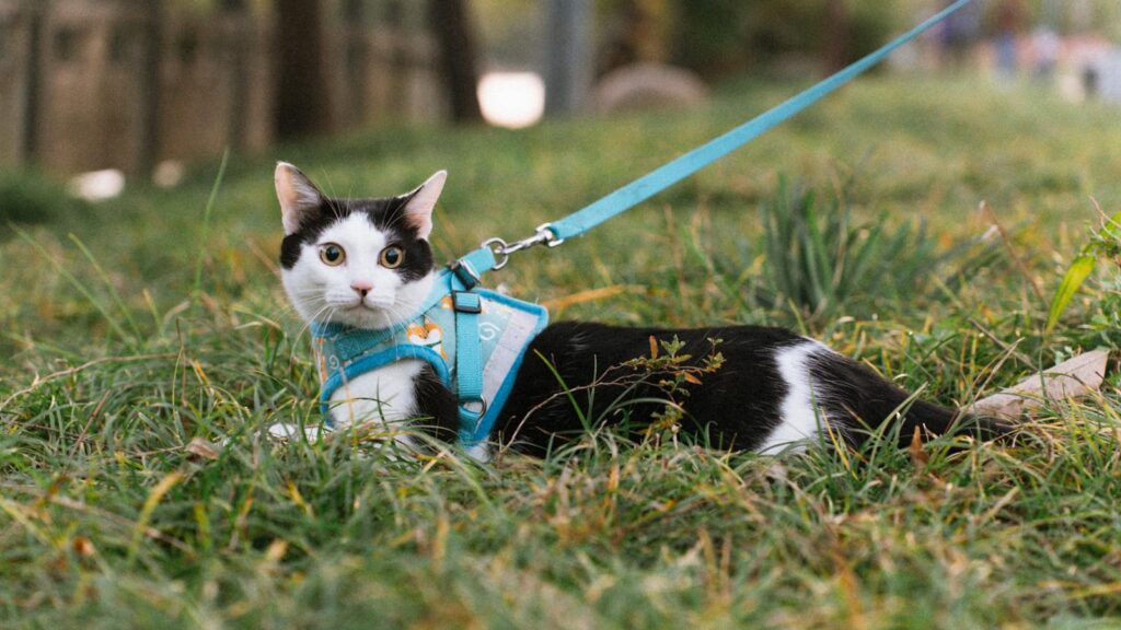 A black and white cat with a blue harness lying on grass