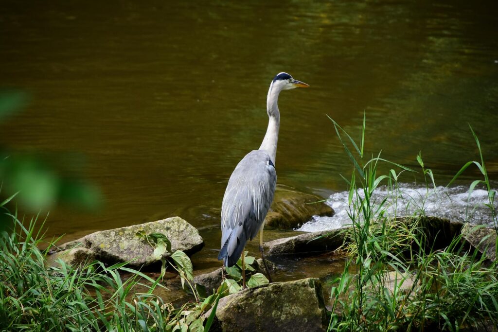 A Grey Heron stands near a stream.