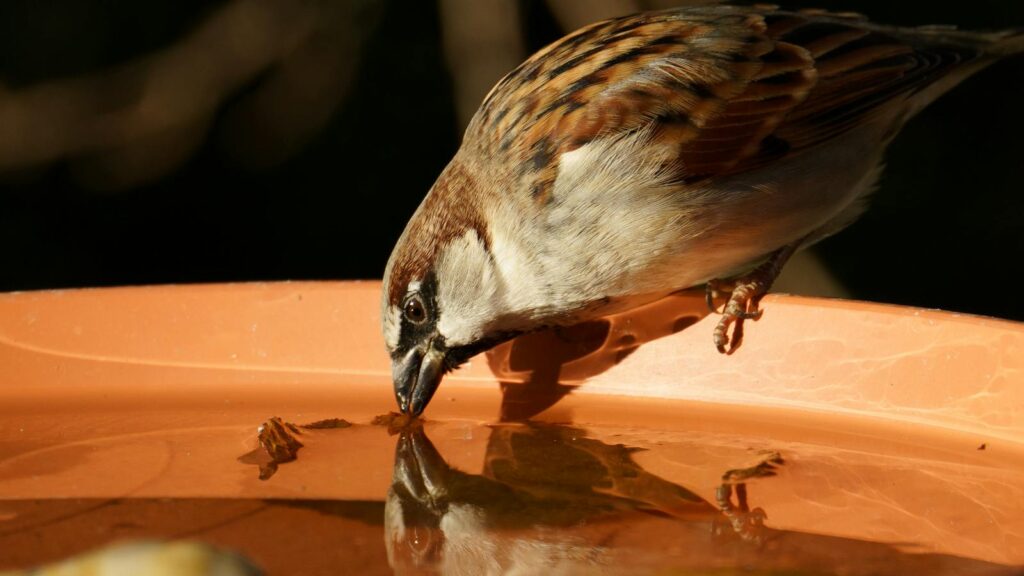 Sparrow bending over a bird bath to drink water in a peaceful garden.