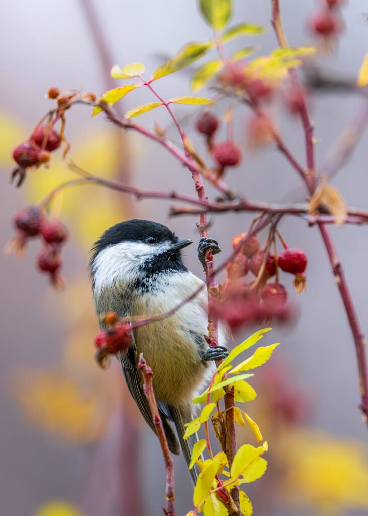 Chickadee perched on a berry-laden plant