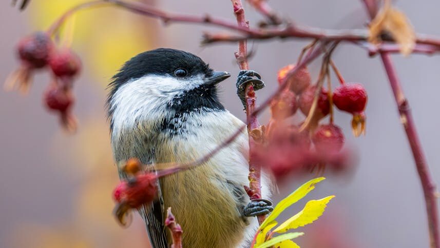 Chickadee perched on a berry-laden plant