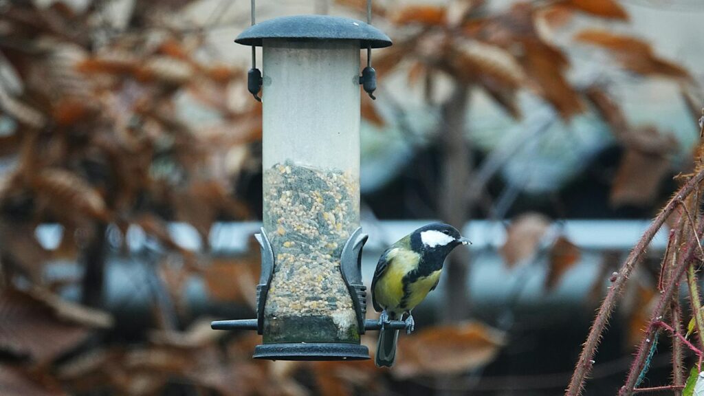 Great Tit perched on backyard bird feeder in garden setting