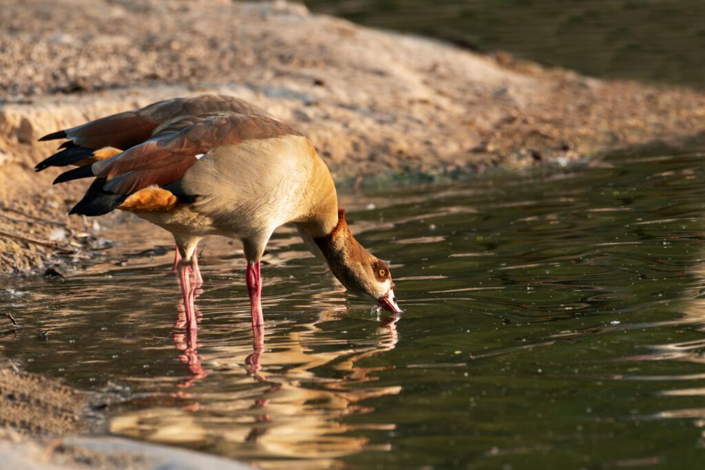 An Egyptian Goose drinks from the water, another goose is behind it.