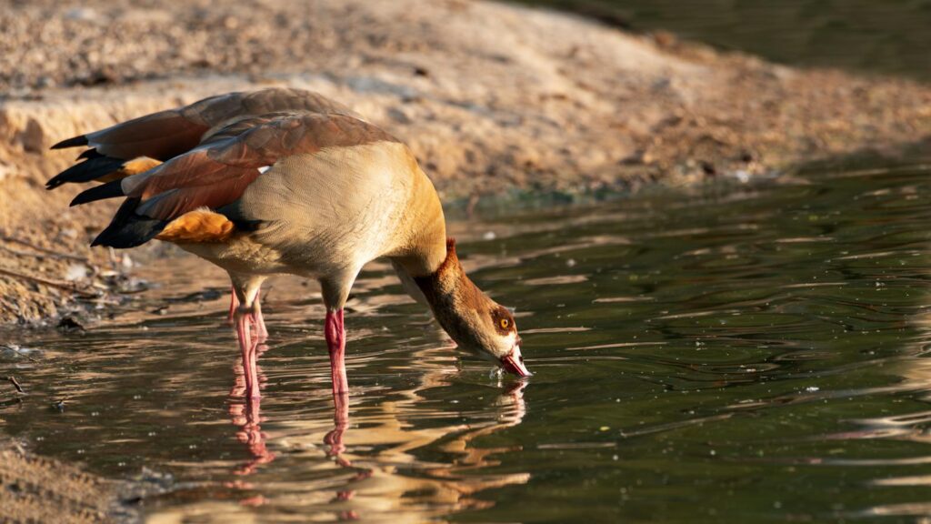An Egyptian Goose drinks from the water, another goose is behind it.