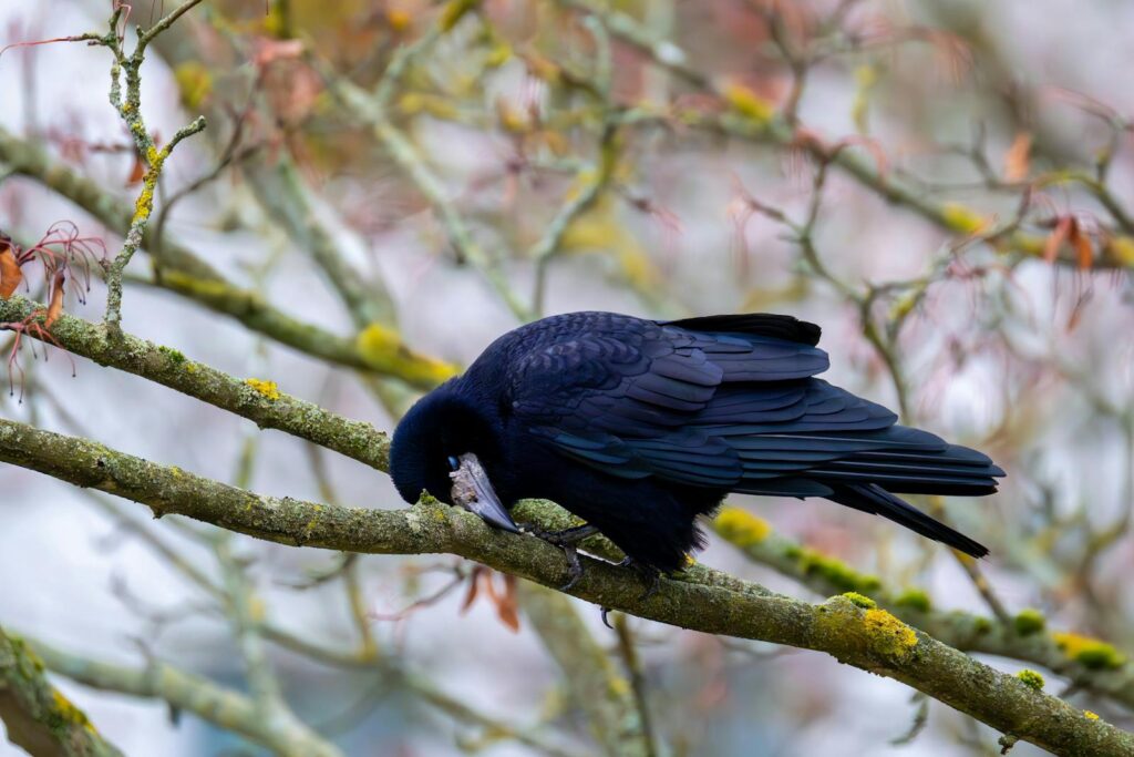 A New Caledonian crow cleaning its feathers while perched on a tree branch in a serene forest setting.