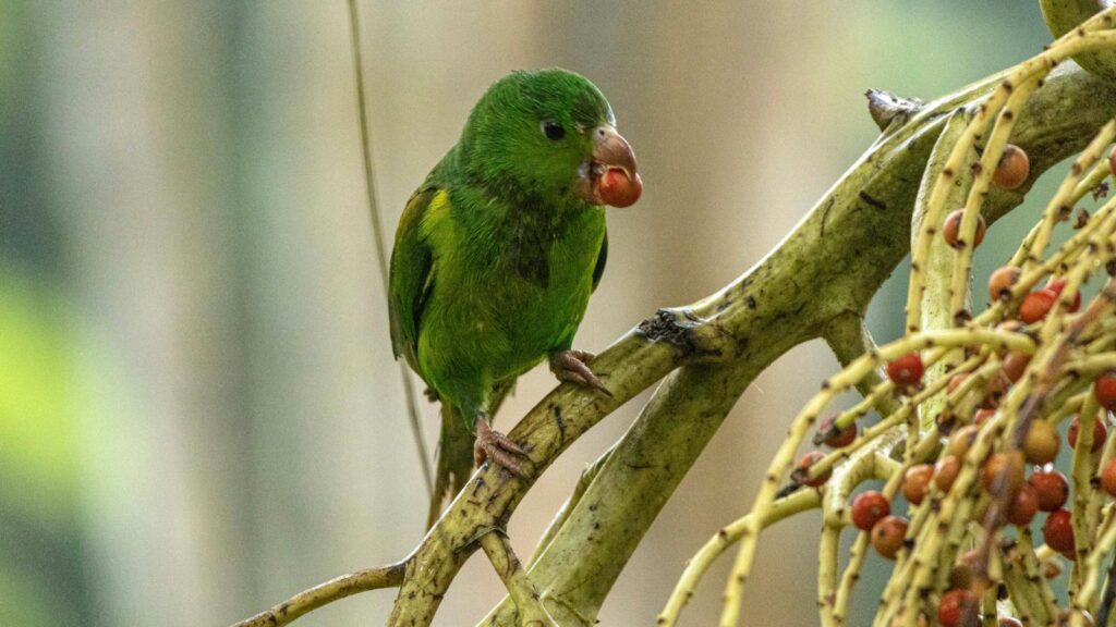 Green bird feeding on red berries