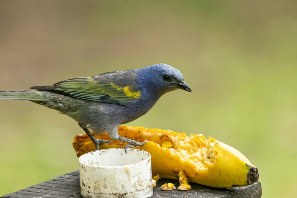 An Azure-shouldered Tanager perches on a fruit, its blue and yellow plumage striking.