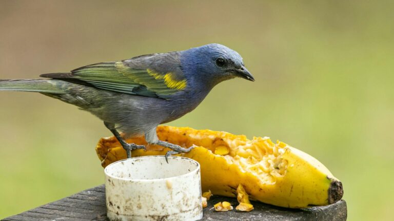 An Azure-shouldered Tanager perches on a fruit, its blue and yellow plumage striking.