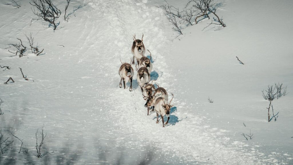 Aerial view of reindeer herd migrating across snowy terrain