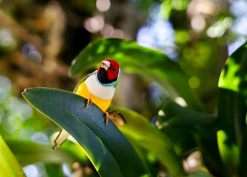 Colorful Gouldian Finch perched on a leaf amidst dense greenery, showcasing vivid natural beauty.