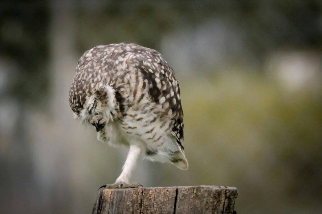 A burrowing owl in Lobos, Argentina, perched on a stump in natural surroundings.