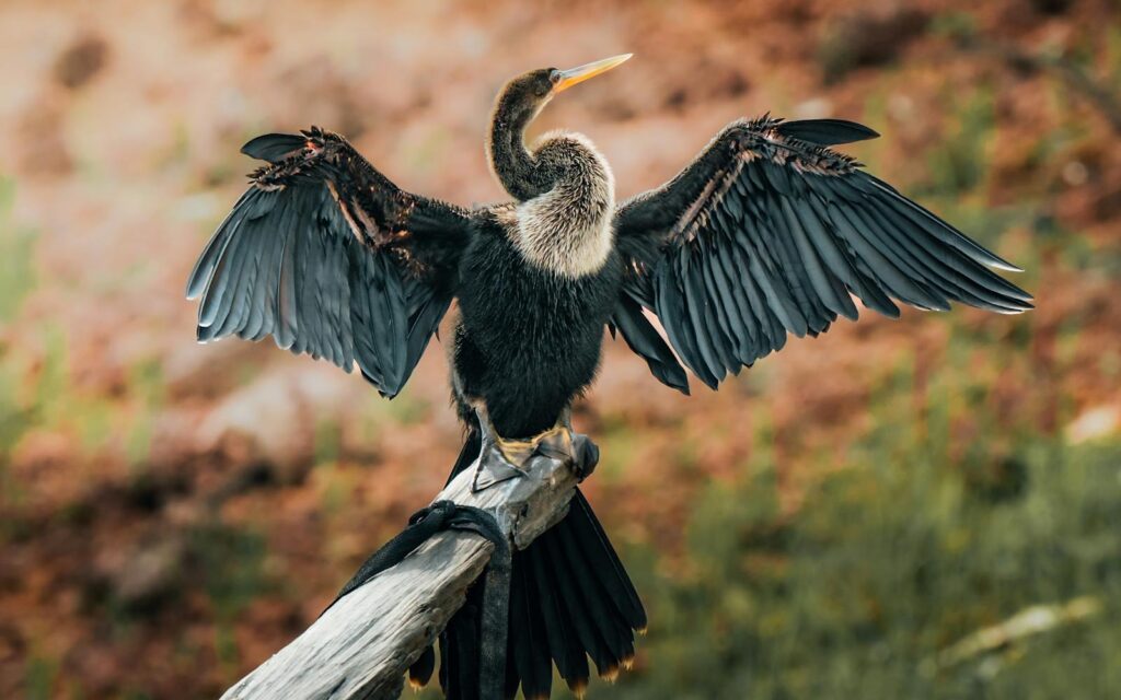 An anhinga bird with wings spread wide on a branch, showcasing natural beauty.