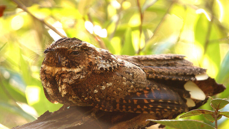 A nightjar resting on a wood branch under the warm sunlight of a bright day