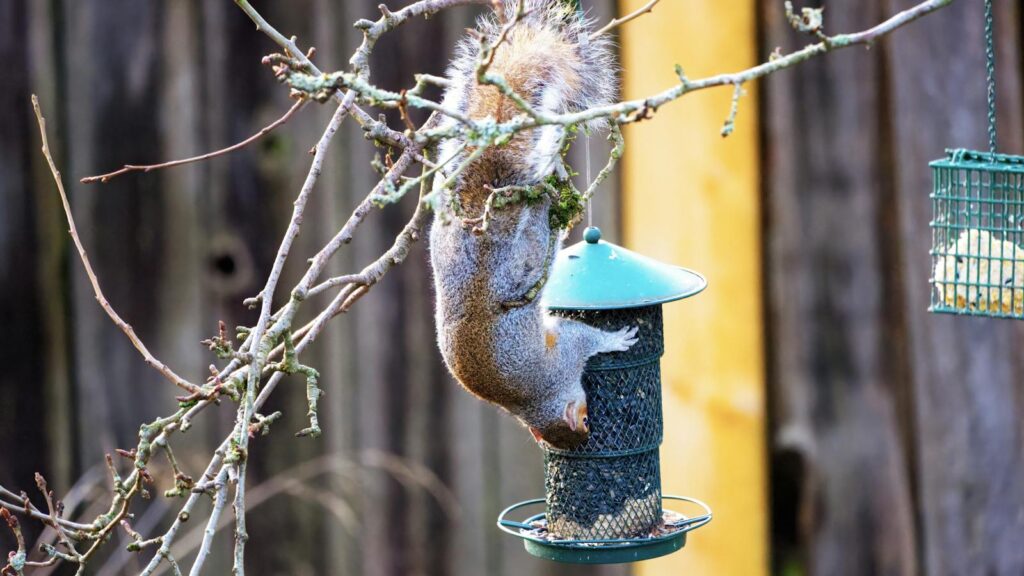 A grey squirrel hangs upside down on a bird feeder eating seeds in a backyard.