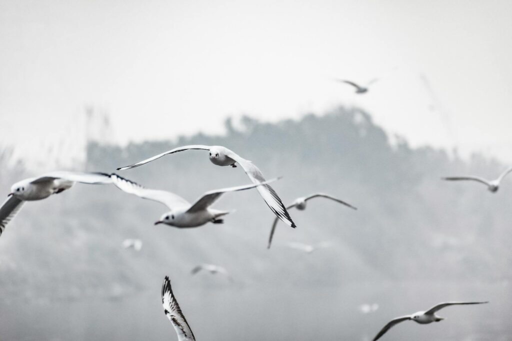 Gulls in flight with their white and grey plumage.