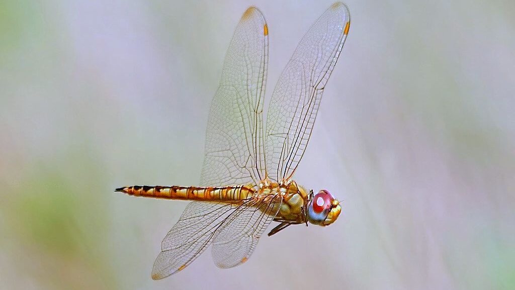 Wandering Glider dragonfly in mid-flight