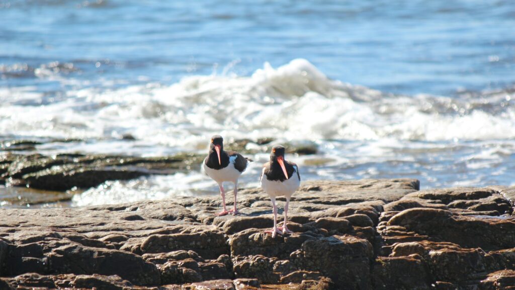 Pair of birds standing on rocky beach near shoreline