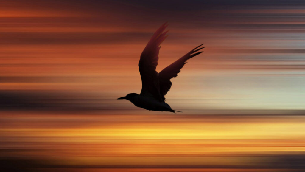 Silhouette of a bird in rapid flight across a colorful sunset sky