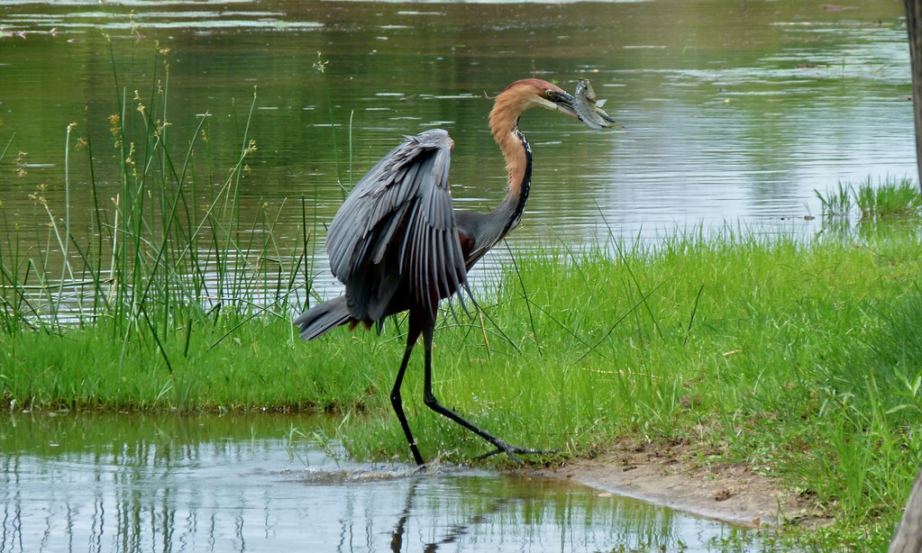 A Goliath Heron stands at the water's edge with a caught fish in its beak.