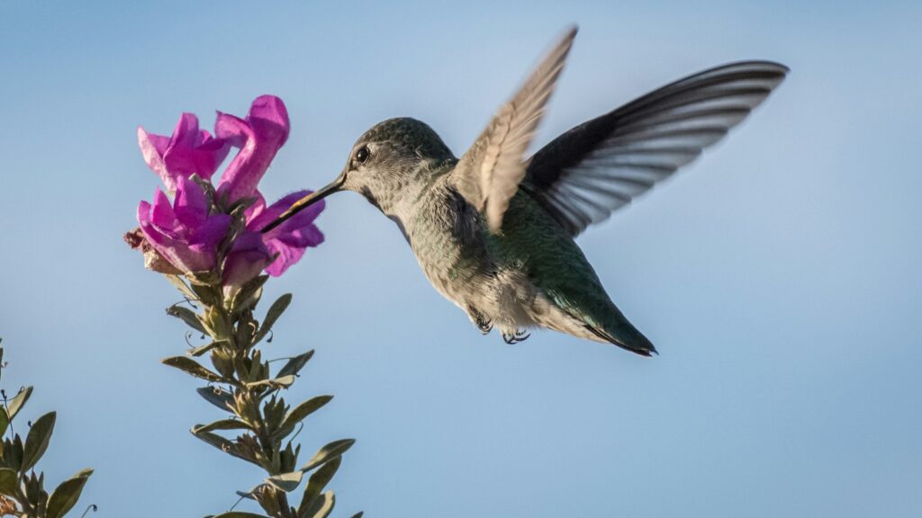 hummingbird in flight drinking nectar from Texas sage blossoms