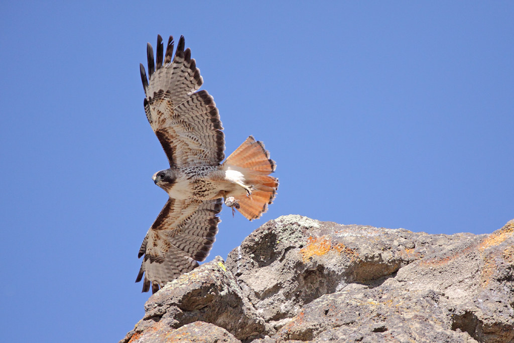 A Red-tailed Hawk soars with its distinctive reddish-brown tail.