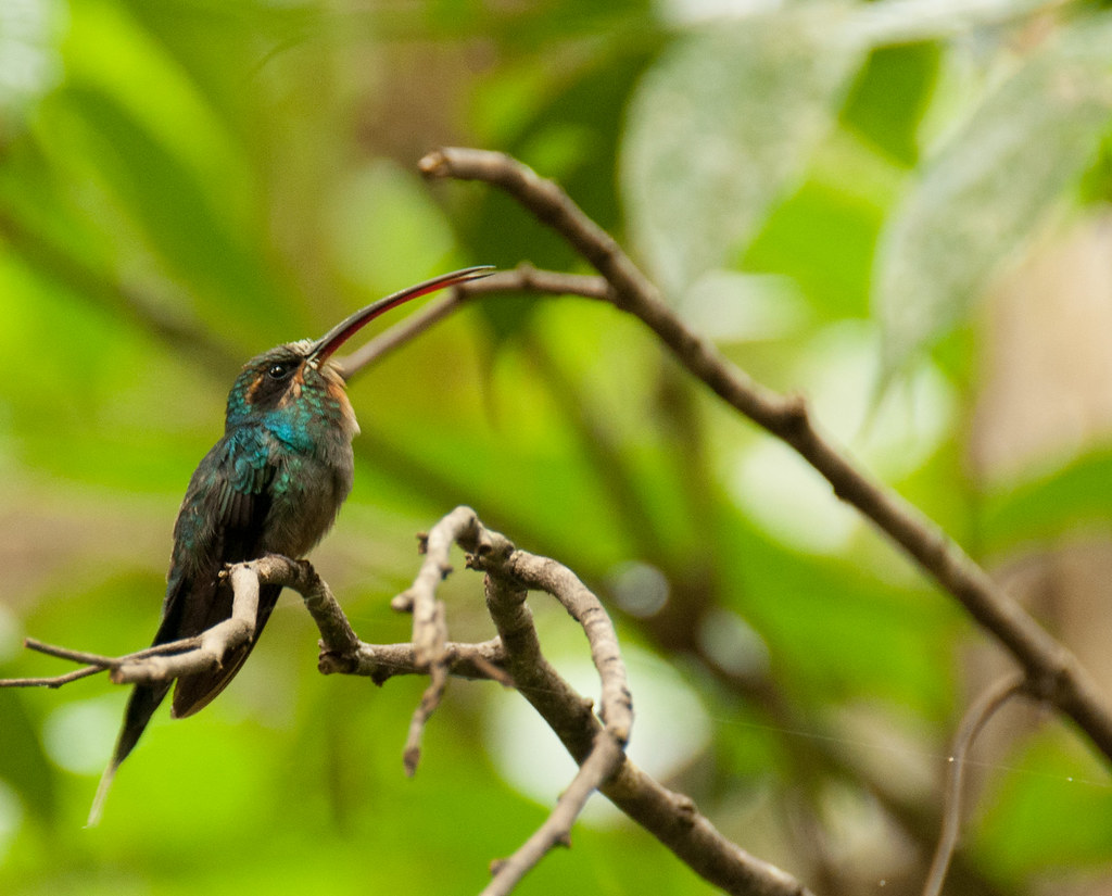 A Green Hermit hummingbird perched on a branch.