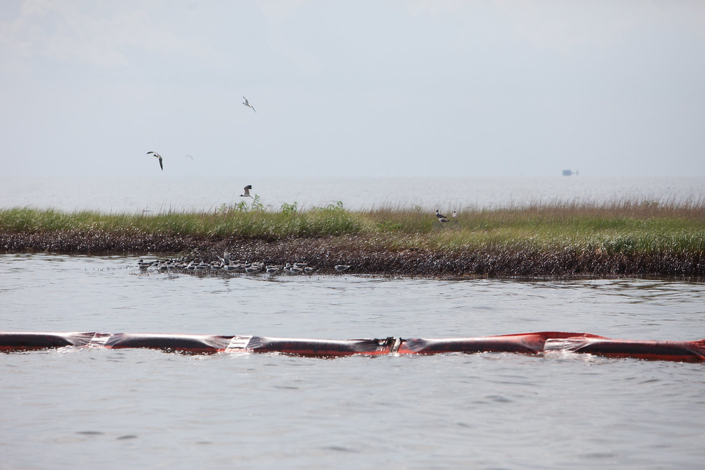 An orange boom floats on water near a grassy shoreline, with birds flying and resting.